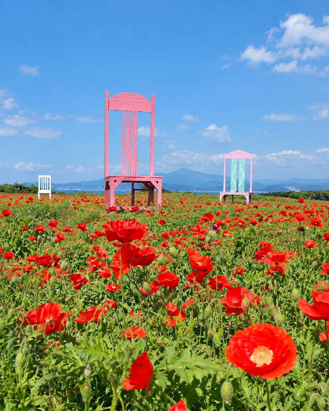 春季济州牛岛花园油菜花、青麦与春季花卉