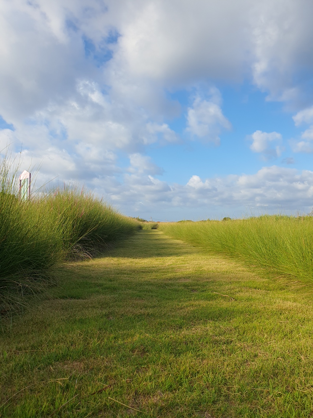 韩国济州岛牛岛花园粉黛乱子草与自然花园风景